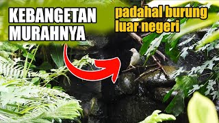 Download Lagu FOREIGN BIRDS BUT WHY ARE THEY SO CHEAP, ONLY THE PRICE OF FISHES HERE Download Lagu FOREIGN BIRDS BUT WHY ARE THEY SO CHEAP, ONLY THE PRICE OF FISHES HERE