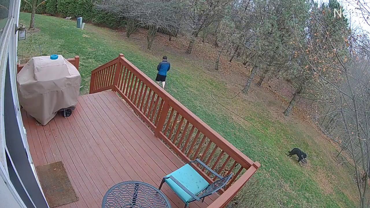 Bernese Mountain Dog Puppy Scares Off Coyote From Oblivious Owner