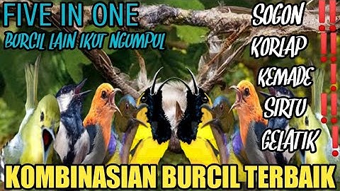 suara pikat sogon, korlap, kemade, sirtu, gelatik ampuh terbaru @Smstachanel