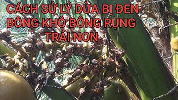 CÁCH XỬ LÝ DỪA BỊ ĐEN BÔNG, KHÔ BÔNG, DỪA RỤNG TRÁI NON.