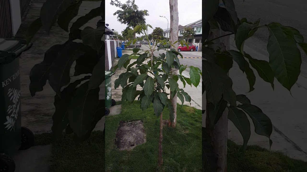 mango tree