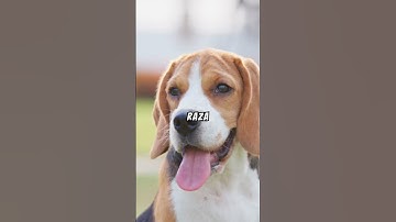 ¿Cómo Calcular la Edad de tu Perro en Años Humanos?