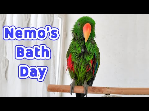 My Bath day in weekend | Nemo the Eclectus parrot first video