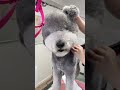 Biggest grey teddy is back 🐾🫶🏻 Luni and his groom finish with scissors ✂️ #poodle #doggroomer