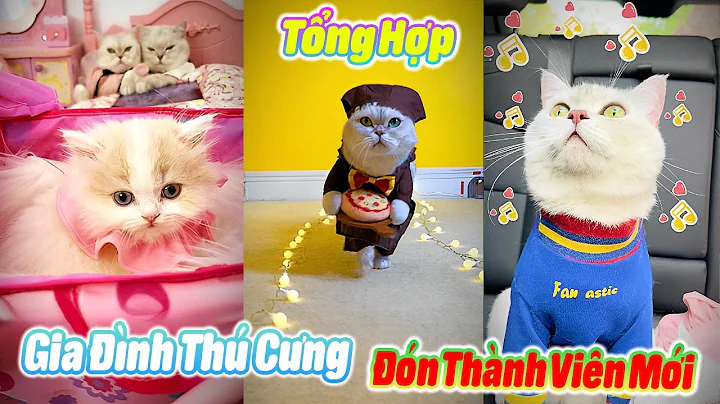 Tổng Hợp Gia Đình Thú Cưng Đón Thành Viên Mới p3 #thúcưng #vậtnuôi #chómèohàihước #funny #pets #cat