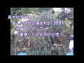 No.192_個人剪定講座K邸（後編）シダレウメ230919-2