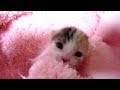 子猫赤ちゃん保護 ちょっと元気になってくれたはなちゃん