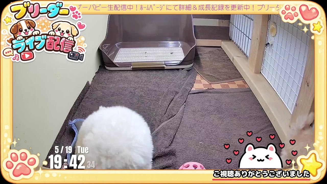 はちゃパーティ 生配信】トイプードル＆マルプー 子犬52日齢 【2026/5