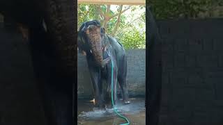 An Elephant That Bathes Itself