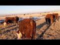 Herefords after winter , calving continues / Герефорды после зимы , отёл продолжается