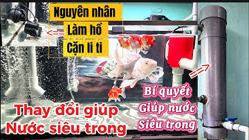 Nguyên Nhân Làm Hồ Cá Bị Cặn Li Ti Bạn Cần Biết - Hồ Cá Sau Khi Làm Lọc Nước Siêu Trong.Hồ Của E Bảo