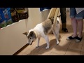 【おとなドコノコ】老犬バスタオルハーネスでのお散歩介助