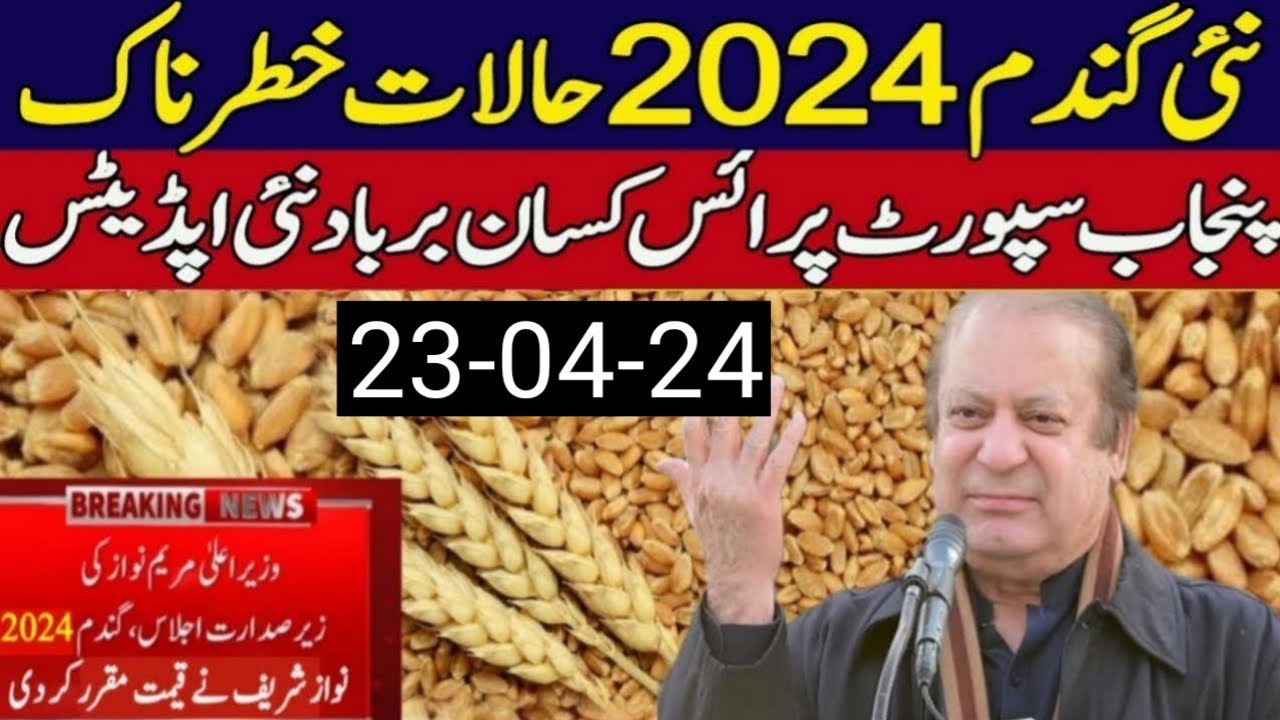 wheat price in Pakistan 2024 | Gundam ka rate 2024 | wheat rate for ...