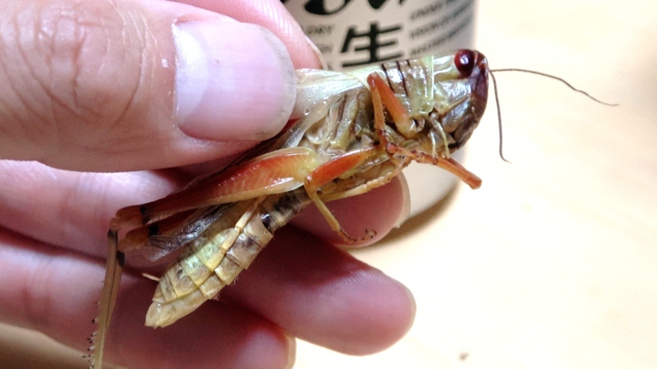 おーちゃん様　ご確認用 maxresdefault.jpg