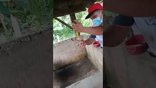 Paano gamutin ang baboy na may arthritis