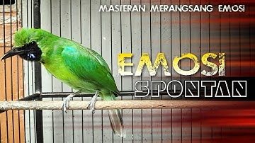 🔴EMOSI SPONTAN‼️CUCAK IJO GACOR JAMTROK FULL NYECRET