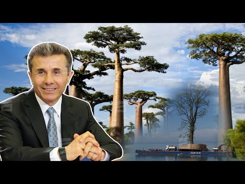 ოლიგარქის აფრიკული ოცნება | ივანიშვილის ბაობაბები კენიიდან საქართველოსკენ დაიძრა