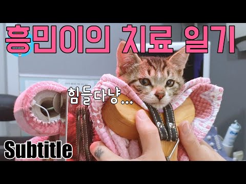 Video: Hvordan Behandle Blærebetennelse Hos En Katt