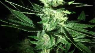Dabs for farmer + Next Seeds and ending with night
