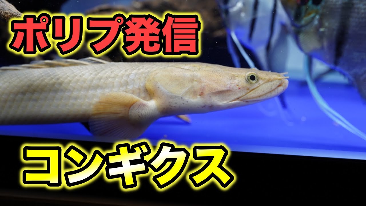 コンゴ産コンギクス 35cm±