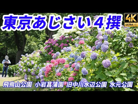 2024年【東京あじさい４撰】紫陽花 名所 旧中川水辺公園 水元公園 飛鳥山公園 小岩菖蒲園 OM-1 4K