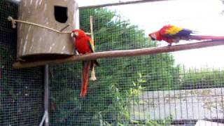 Hellrote Ara, Scarlett Macaw ,Ara Macao