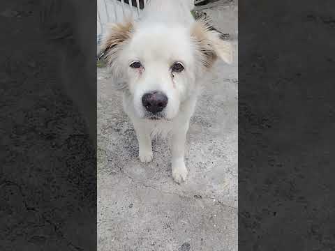 CACHORRO COMUNITÁRIO - Branco Neve Passei remédio spray mata bicheira orelha e rabinho 😭