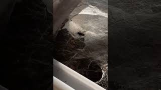 american grass spider feeding, part two