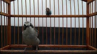 opior paruh tebal gacor dor | bisa untuk masteran dan pancingan opior bahan supaya cepat bunyi