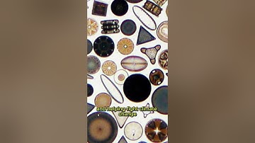 Diatoms: The Invisible Architects of Earth’s Oceans