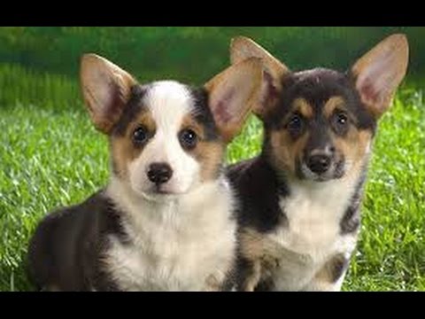 Welsh Corgi Cardigan - Raza de Perros Corgi Galés de Cardigan. Origen, Características Y Más
