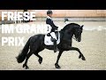 Friesenhengst in der internationalen Dressur 😍 | Ein sanfter Tänzer | Horses & Dreams