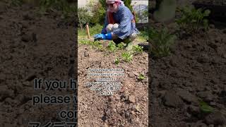 Planting Indigo Seedlings - (Dye)aries 2023 苗の地植え