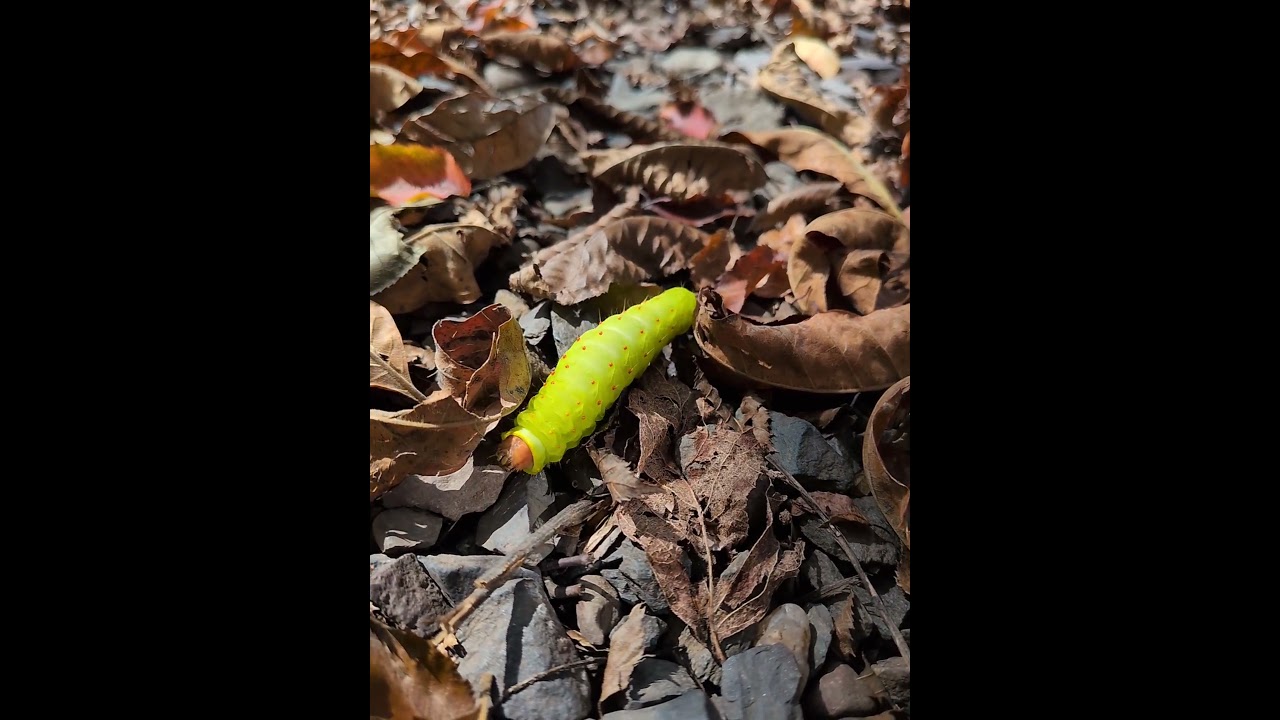 Polyphemus moths are wild looking when they're in the caterpillar stage 