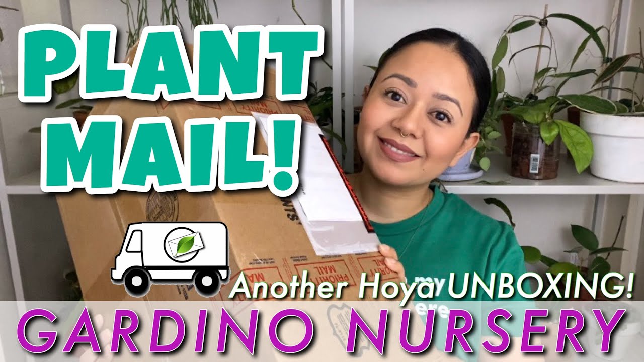 Another Hoya UNBOXING! Gardino Nursery YouTube