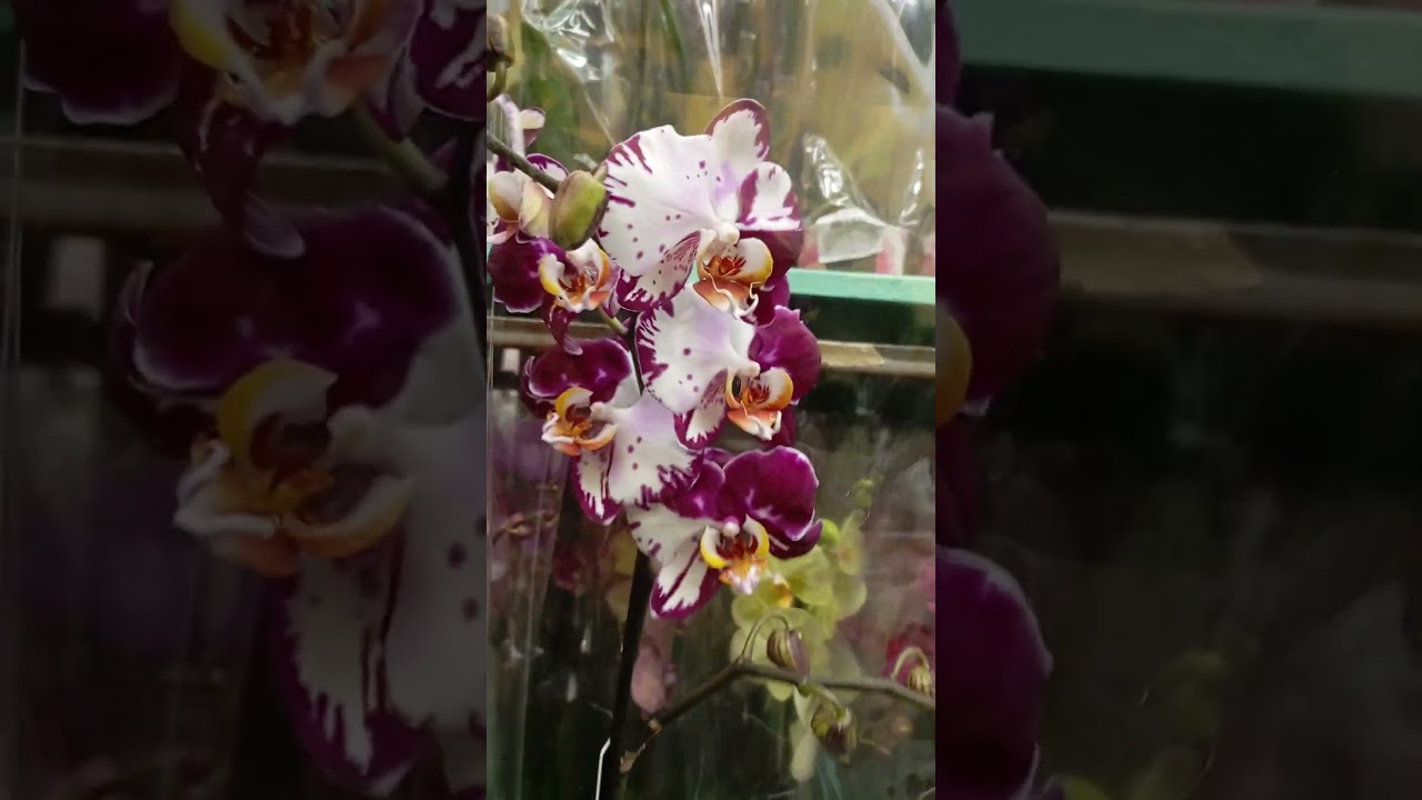 Phal. Minsk | Bernadette 