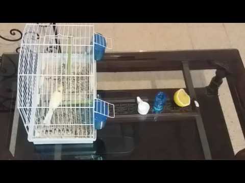 أسهل طريقة لمعالجة الكناري والحسون من نزلة البرد