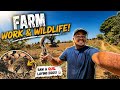 “Quail Laying Eggs LIVE on Farm 😱 | Rare Village Farming Experience | Rajasthan Vlog”