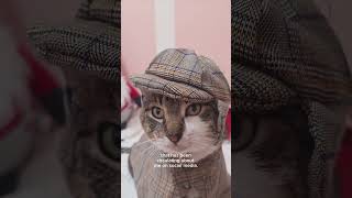 What I Learned from Asking 10 Cat Experts About This Rumor