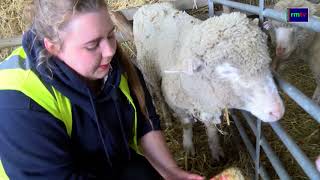 Romney Marsh Wools Open Day