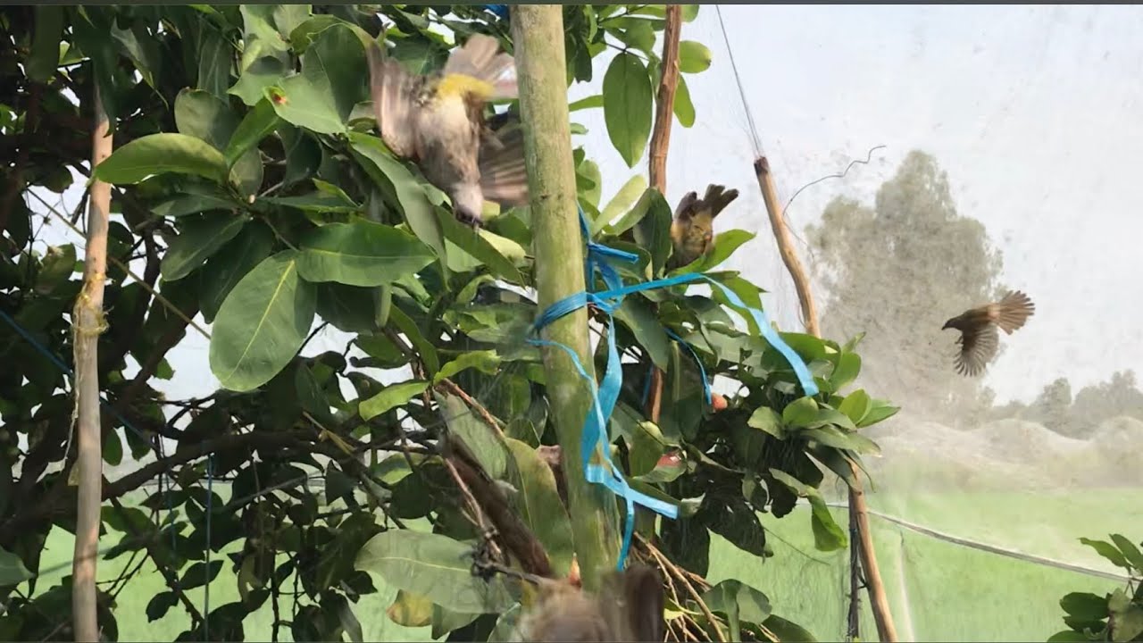 bẫy chim chao chảo bằng lưới tàng hình trong vườn mận dính thấy mê phần 373/Săn bắt Sông Hậu TV