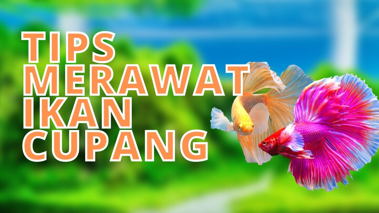 5 Tips Cara Merawat Ikan Cupang agar Warnanya Bagus — Transcript