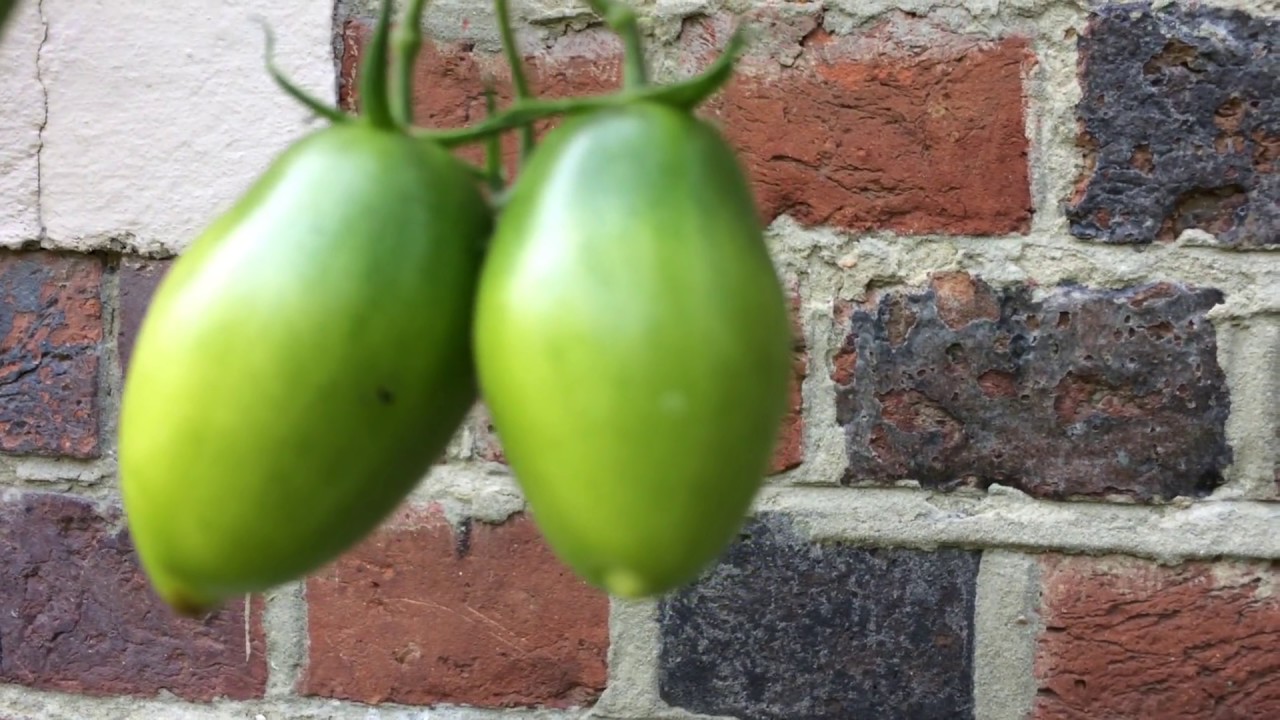Grow Fruits - Growing Long Green Tomatoes In Garden 
