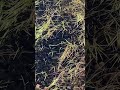 Bumper year for tadpoles!