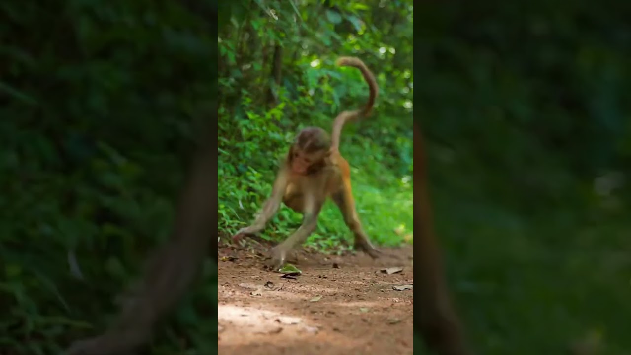 So good baby-monkey in jungle YV6 