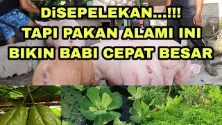 Pakan ALAMI ini membuat Babi Cepat BESAR. Peternakan babi di Bali