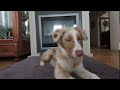 VR180 3D Who Dares Disturb My Puppy Slumber - Miley - Funny Dog videos (VUZE XR 4K)