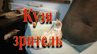 #cat#viewer кузя зритель