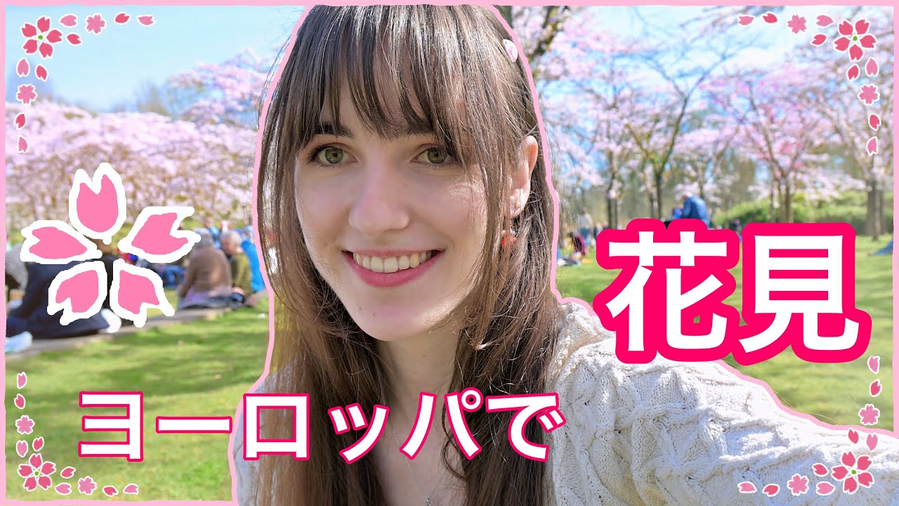 ヨーロッパで花見！アムステルダムの桜が満開 🌸 Cherry blossom viewing in Europe! Amsterdam's cherry blossoms are blooming