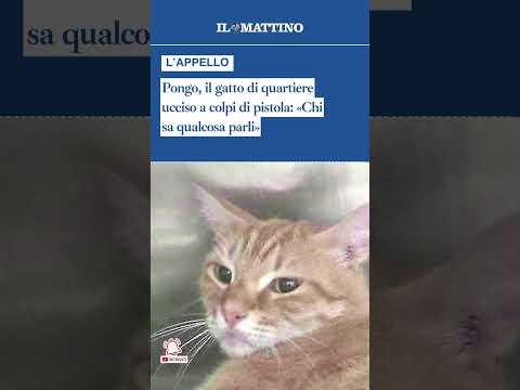 Video Pongo, il gatto di quartiere ucciso a colpi di pistola Chi sa qualcosa parli